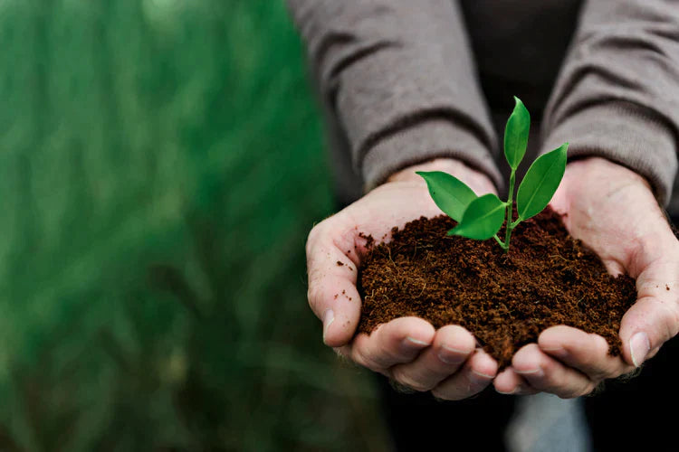 En persons hender som holder en liten plante i jord.